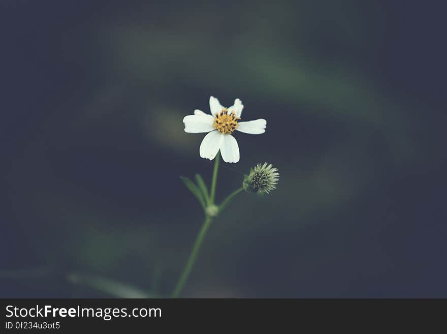 A white wildflower on the field. A white wildflower on the field.