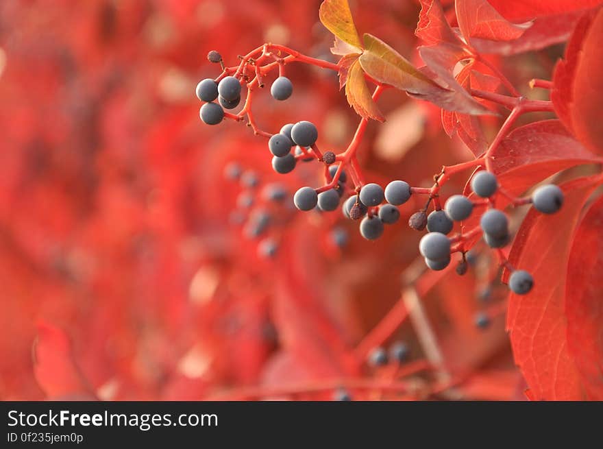 Berries on the tree with red colorful leaves in the autumn. Berries on the tree with red colorful leaves in the autumn.