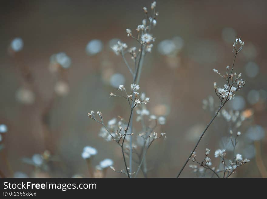 Close up of small widlflowers on meadow. Close up of small widlflowers on meadow.