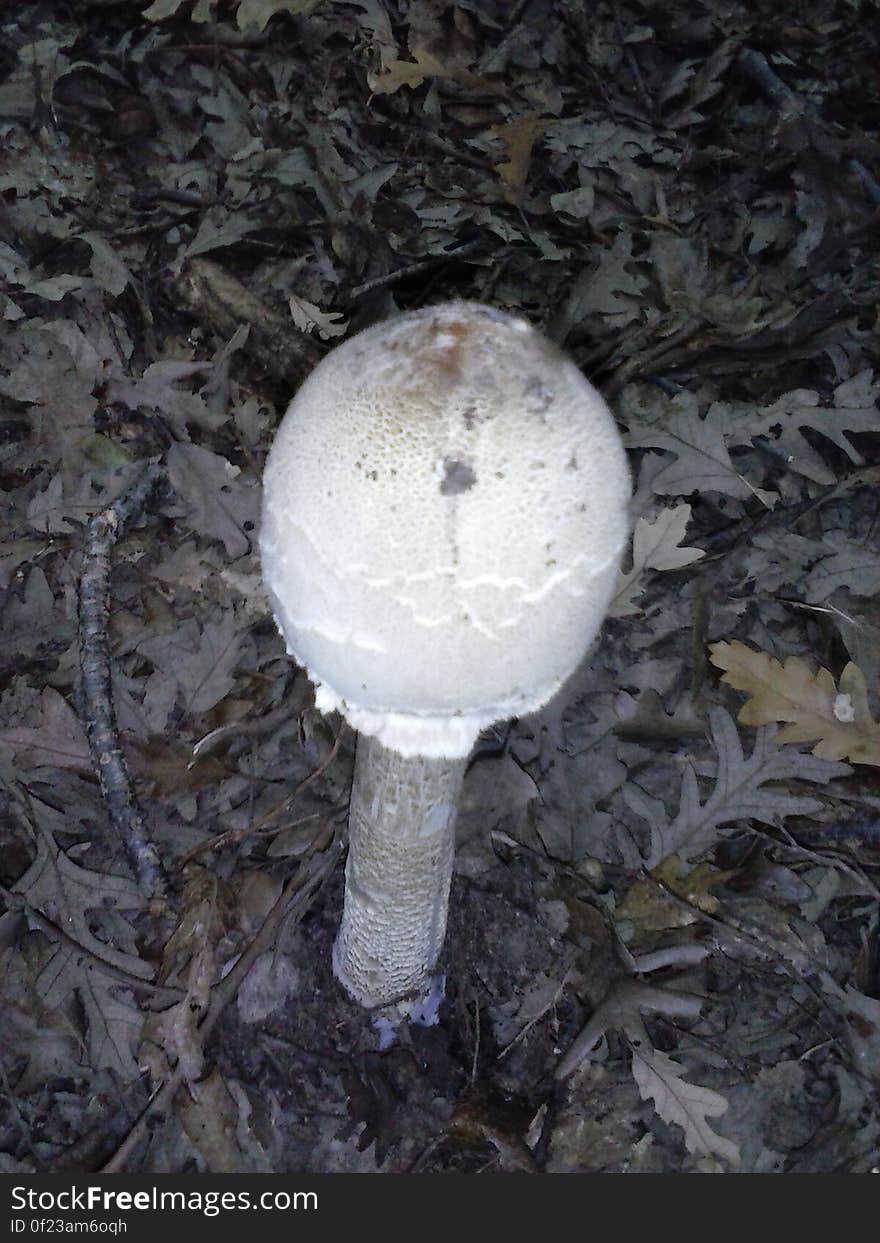 Close up of white toadstool in leaves.