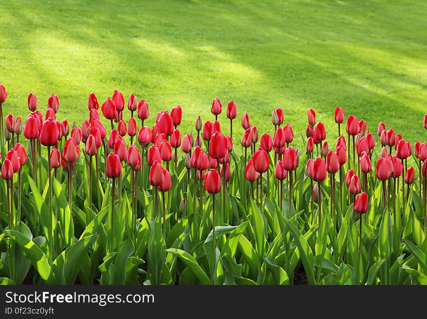 Red Tulips on Green Grass Field