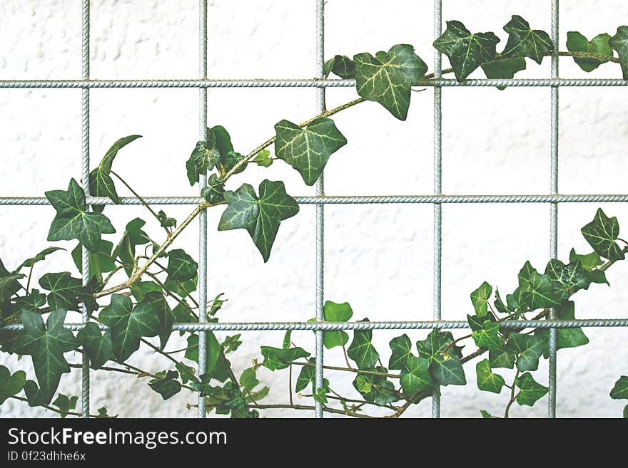 A rebar fence with a vine climbing on it. A rebar fence with a vine climbing on it.