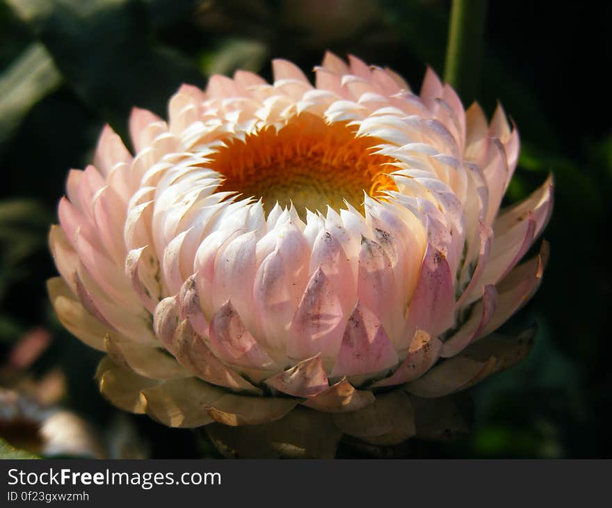 White Multipetal Flower