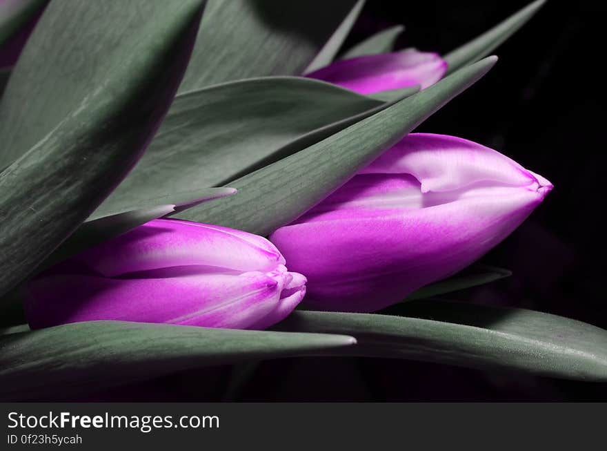 Selective Color Photograph of Closed Purple Tulips Among Gray Leaves