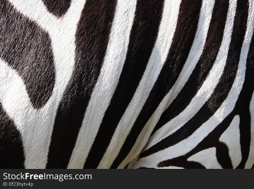 Zebra Fur