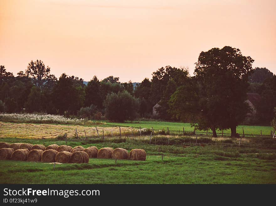 Hay bales in a field and trees in the background. Hay bales in a field and trees in the background.