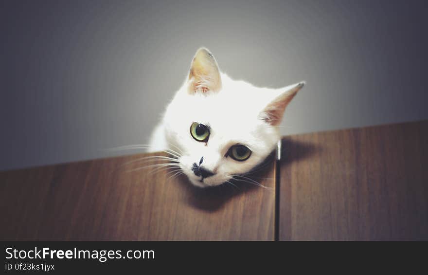 A white cat`s head on a wooden table. A white cat`s head on a wooden table.