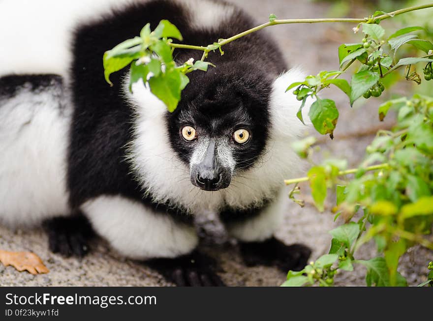 Black and white Ruffed Lemur