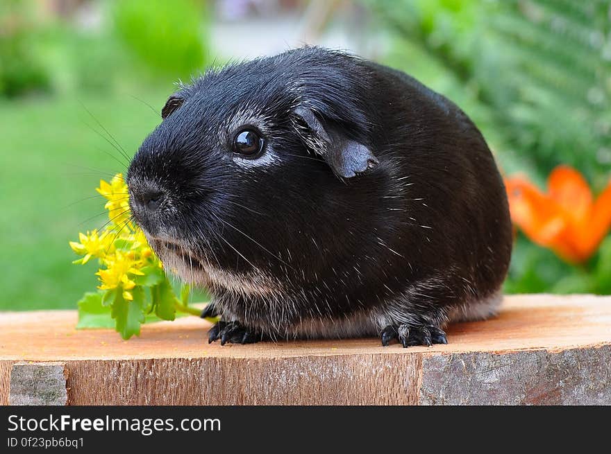 Black Guinea Pig on the Plank