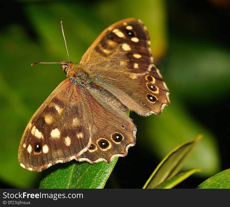 Brown and Black Butterfly