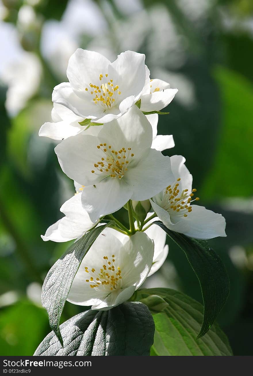 Yellow and White 4 Petaled Flower