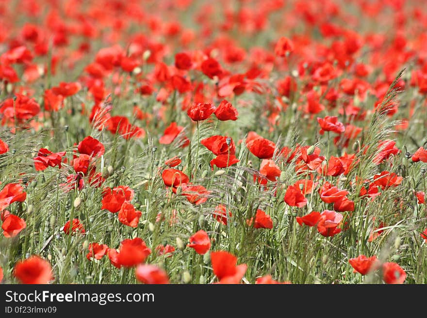 Red Flowers on Garden during Daytime