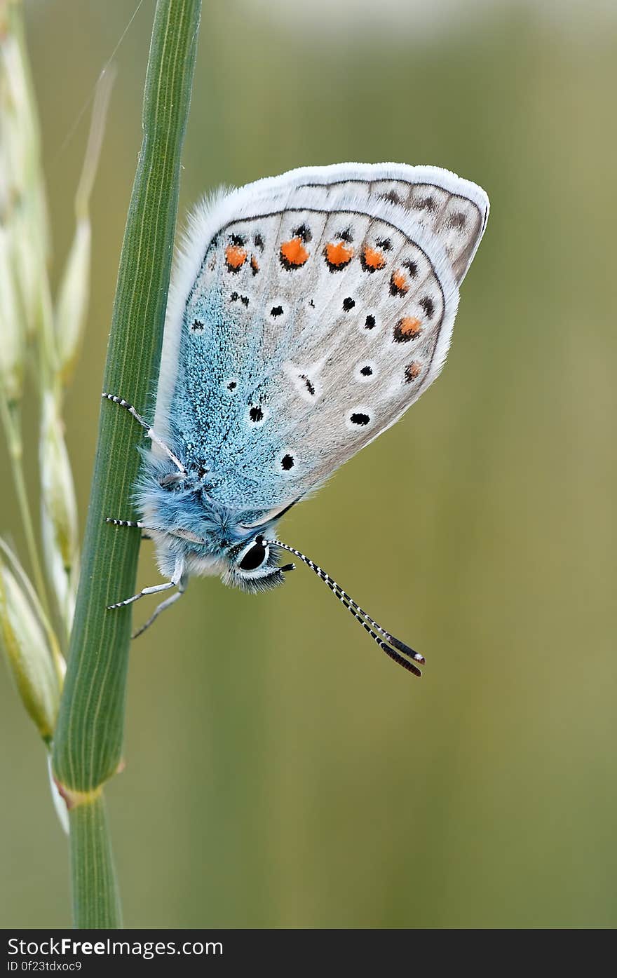 White Brown Black and Blue Butterfly Standing in Green Plant