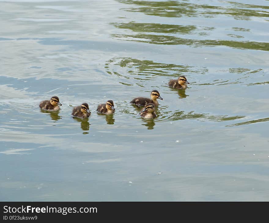 Happily swimming around. Happily swimming around.