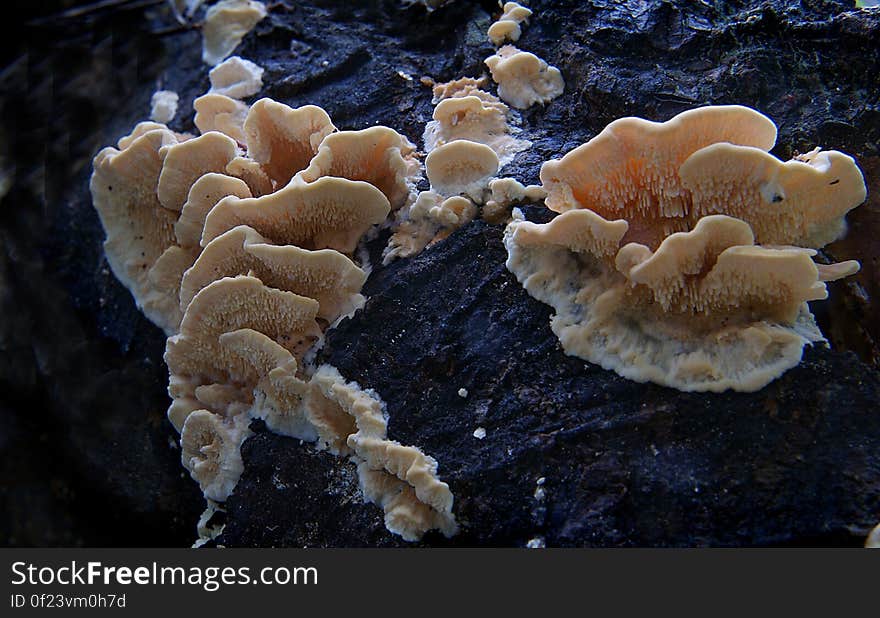 Forms as ether a small bracket on the sides of a log or a flat sheet when under side of log. Common name: None Found: Native forests Substrate: On wood Spore: WhiteHeight: 15 mm Width: 30 mm Season: Early summer Edible: No. Forms as ether a small bracket on the sides of a log or a flat sheet when under side of log. Common name: None Found: Native forests Substrate: On wood Spore: WhiteHeight: 15 mm Width: 30 mm Season: Early summer Edible: No