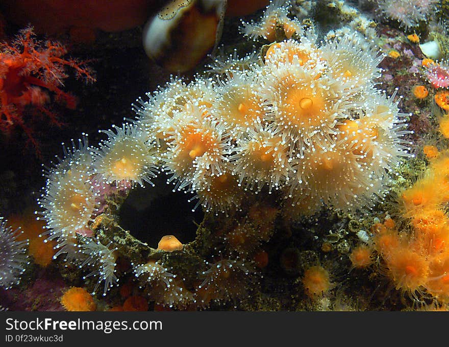 Monterey Aquarium. Anemone