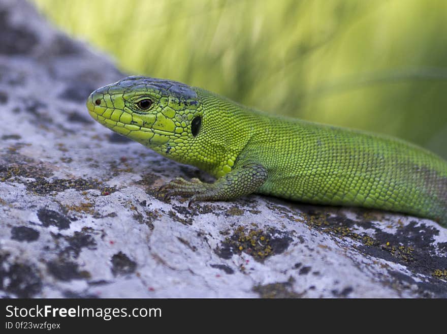 European green lizard sun bathing on a rock. Found on www.picdrome.com/nature/eastern-green-lizard.php