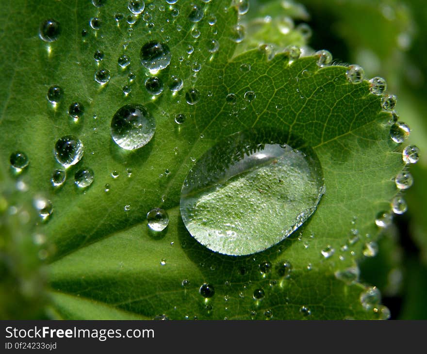 A green leaf with water drops on the surface. A green leaf with water drops on the surface.