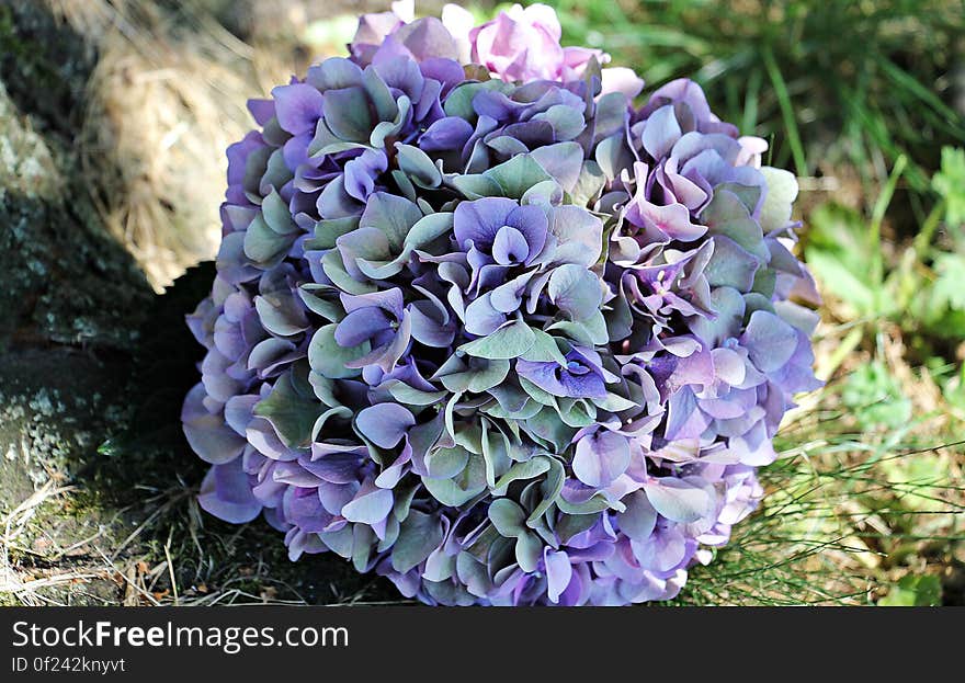 A blooming hortensia blossom on green grass. A blooming hortensia blossom on green grass.