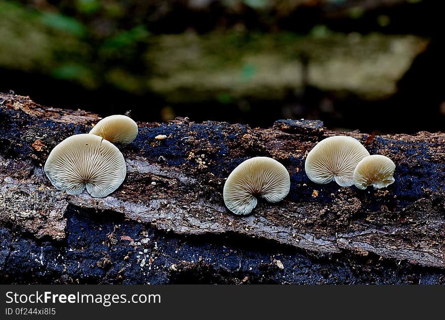 Crepidotus versutus, commonly known as the evasive agaric, is a species of fungi in the family Crepidotaceae. It is saprobic on wood, like other Crepidotus species, but it can also decompose herbaceous forest litter. The species is characterized by large, punctate, spores, and the white, hairy pileus.