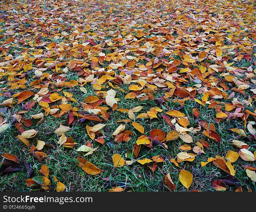 Colorful autumn foliage on the ground.