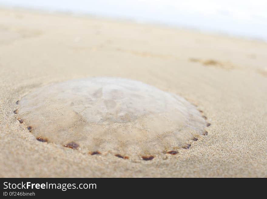 A photo of a jellyfish on the beach. Unfortunately it washed ashore and now appears lifeless. The photo was taken with a Canon EOS 700D. I like the 700D&#x27;s sensor over the camera I am currently using. This photo was taken by Jordy Vlug. Free photos for your blog, website or business. I add new free photos daily :&#x29; For my full portfolio you can see StockyPics.com