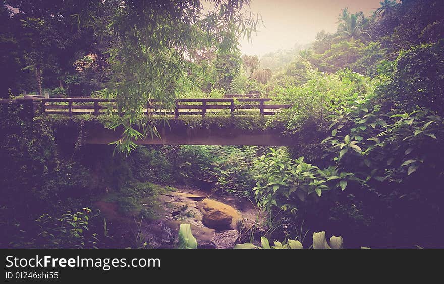 A bridge across a forest creek and surrounding vegetation. A bridge across a forest creek and surrounding vegetation.