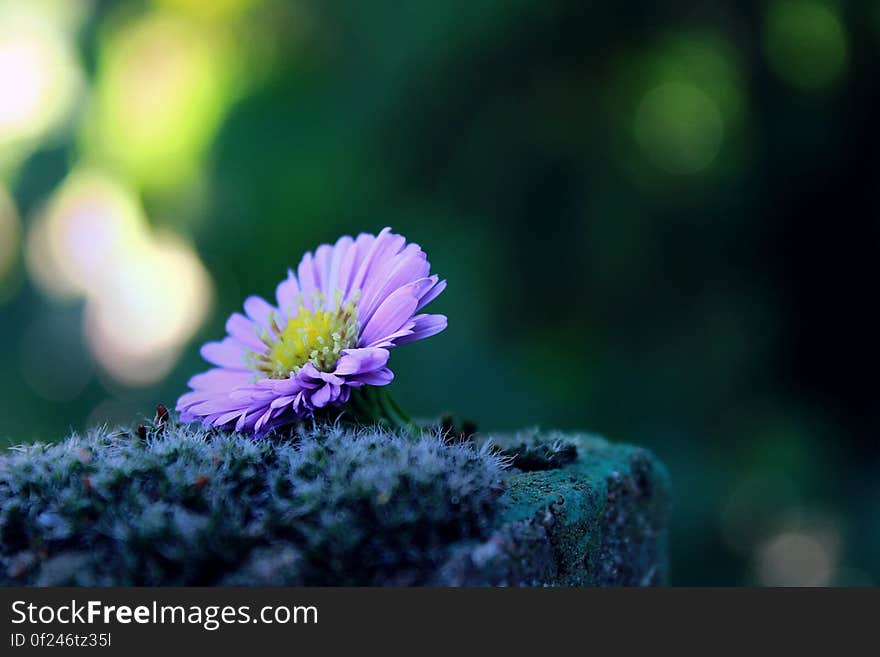 A close up of a violet flower on a mossy rock.