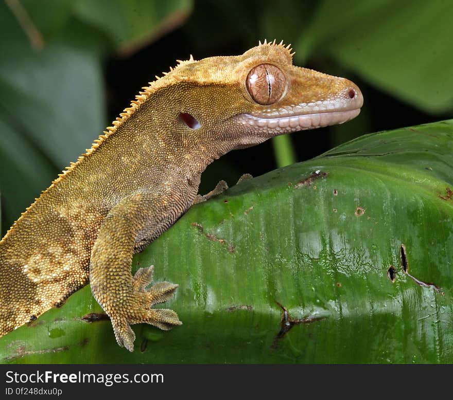 Beige Lizard on Green Leaf during Daytime