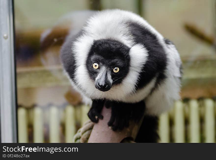 Black and white Ruffed Lemur