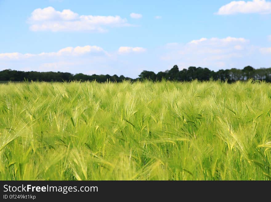 Scenic view of green wheat field in countryside, summer scene.