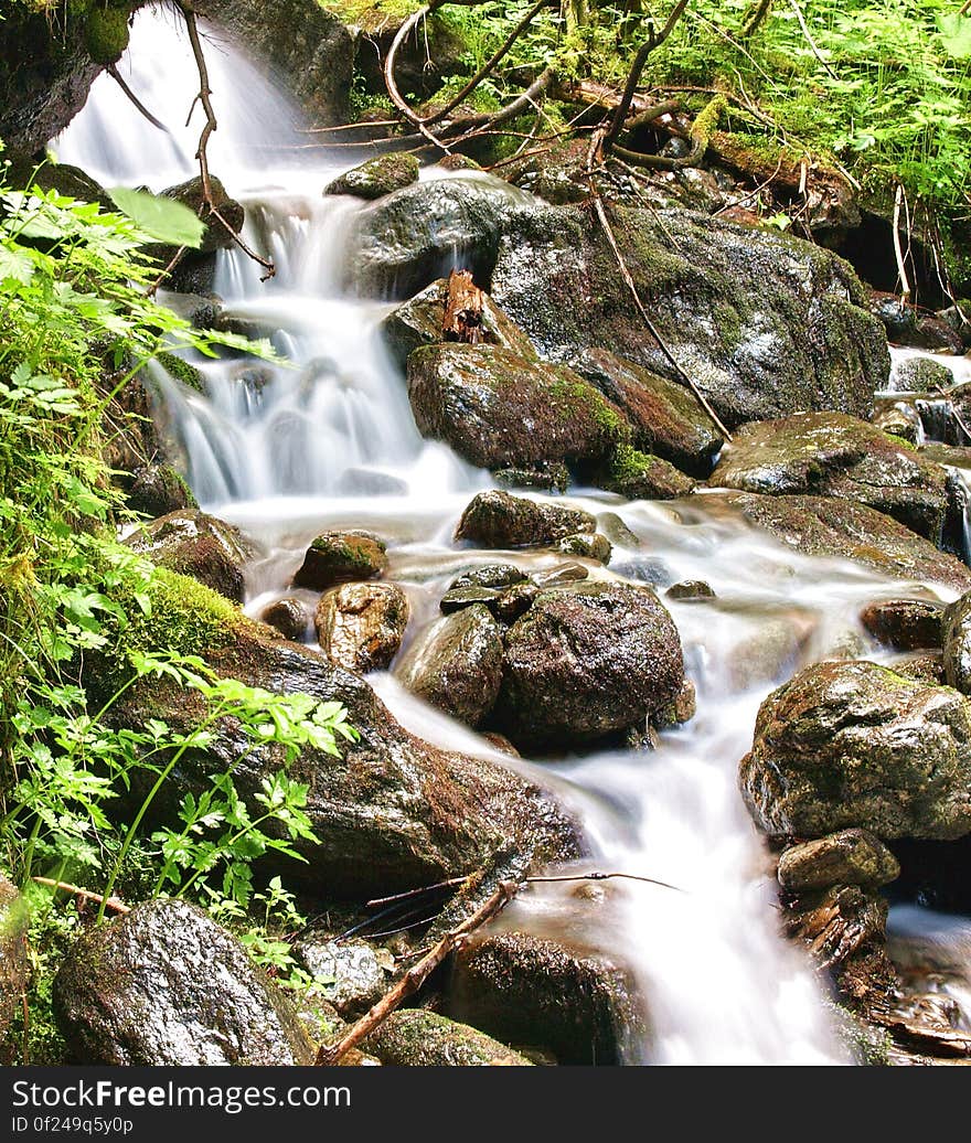 Il bosco e i suoi segreti