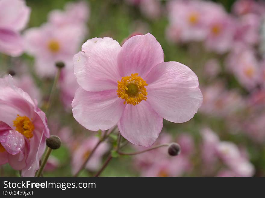 Pink 5 Petaled Flowers