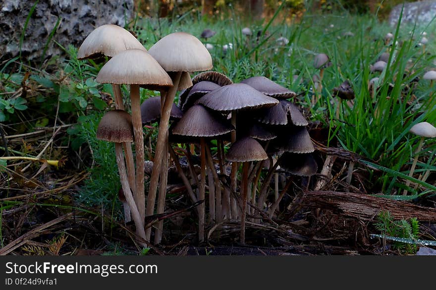 FAMILY: Coprinaceae GENUS: Panaeolus SPECIES: Sphinctrinus COMMON NAMES: Ink Caps, Hoop-Petticoat, Petticoat Mottlegill, Warai-take &#x28;Japanese, ‘laughing mushroom’&#x29;, Hsiao Ch’un &#x28;Chinese, ‘laughing mushroom’&#x29; Panaeolus sphinctrinus features a cap of 1-5 cm across that is conical or bell shaped. It is dark grey to nearly black when moist, and pale grey with a dark ochre center when dry. The stem is 60-120 mm x 2-3 mm and is gray, growing paler at the top. White partial veil fragments may be seen below the margin when the plant is young. The flesh is very thin. The spore print is black and the spores are elliptical and smooth. FAMILY: Coprinaceae GENUS: Panaeolus SPECIES: Sphinctrinus COMMON NAMES: Ink Caps, Hoop-Petticoat, Petticoat Mottlegill, Warai-take &#x28;Japanese, ‘laughing mushroom’&#x29;, Hsiao Ch’un &#x28;Chinese, ‘laughing mushroom’&#x29; Panaeolus sphinctrinus features a cap of 1-5 cm across that is conical or bell shaped. It is dark grey to nearly black when moist, and pale grey with a dark ochre center when dry. The stem is 60-120 mm x 2-3 mm and is gray, growing paler at the top. White partial veil fragments may be seen below the margin when the plant is young. The flesh is very thin. The spore print is black and the spores are elliptical and smooth