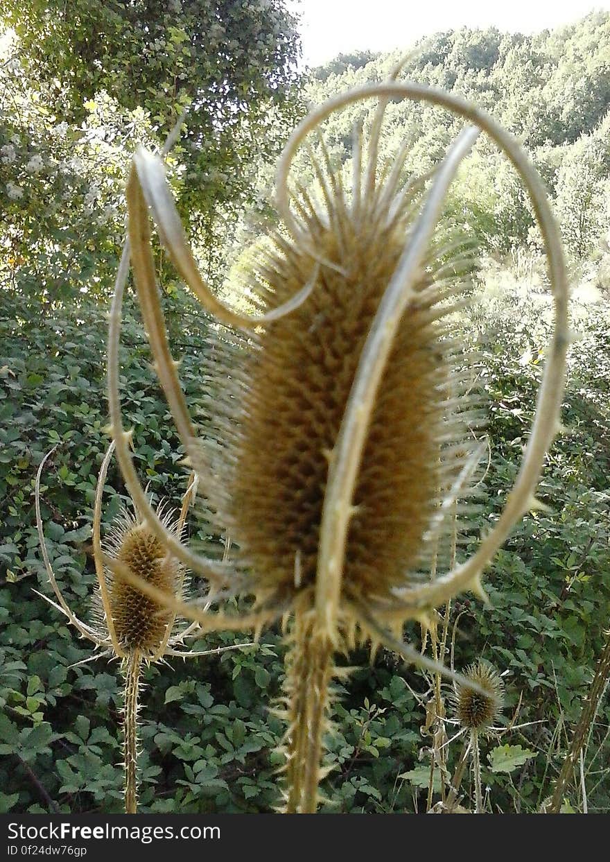 Close up of thistles in green field on sunny day.