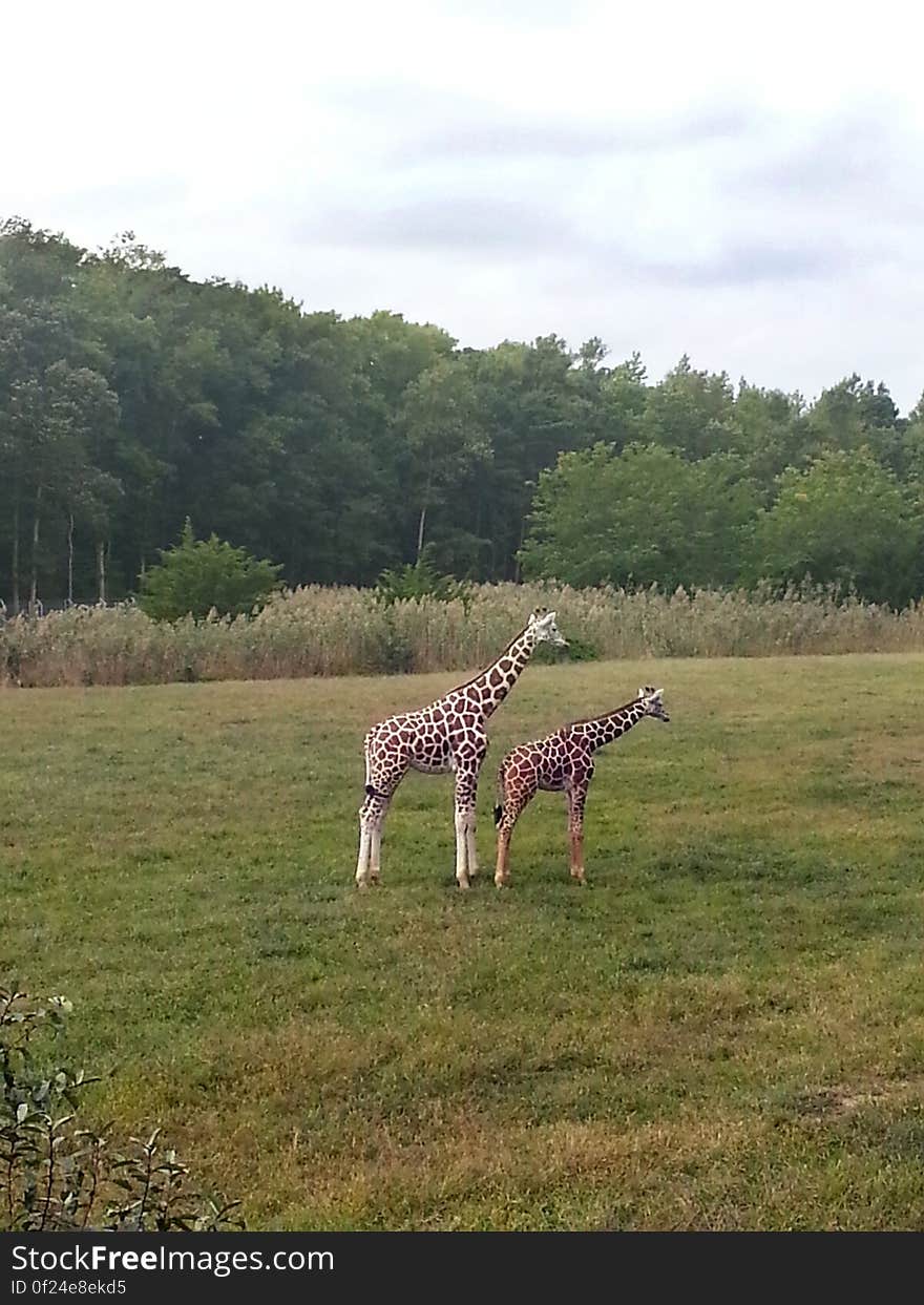 Cape May Zoo: Safari Exhibit Sibling giraffes standing Free For Reuse