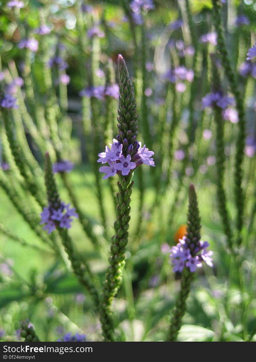 Close Up Photo of Purple 5 Petal Flower With Green Leaf