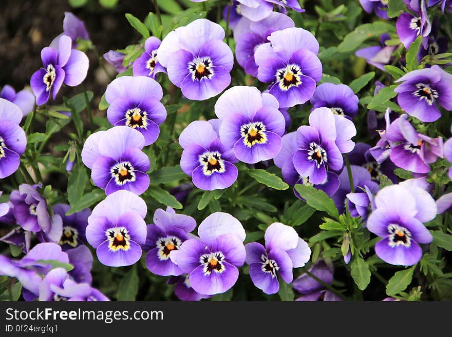 Purple Orchids Flower