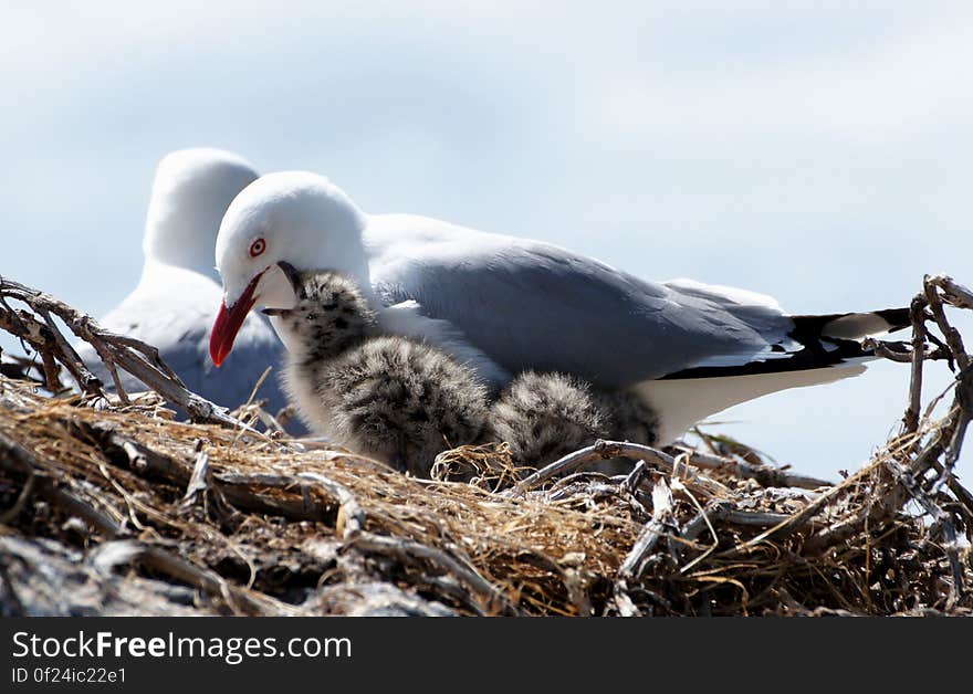 The red-billed gull &#x28;Chroicocephalus scopulinus&#x29;, once also known as the mackerel gull, is a native of New Zealand, being found throughout the country and on outlying islands including the Chatham Islands and subantarctic islands. The MÄori name of this species is tarapunga or akiaki.[2] Its vernacular name is sometimes also used for the dolphin gull, a somewhat similar-looking but unrelated species. As is the case with many gulls, the red-billed gull has traditionally been placed in the genus Larus. The red-billed gull &#x28;Chroicocephalus scopulinus&#x29;, once also known as the mackerel gull, is a native of New Zealand, being found throughout the country and on outlying islands including the Chatham Islands and subantarctic islands. The MÄori name of this species is tarapunga or akiaki.[2] Its vernacular name is sometimes also used for the dolphin gull, a somewhat similar-looking but unrelated species. As is the case with many gulls, the red-billed gull has traditionally been placed in the genus Larus.