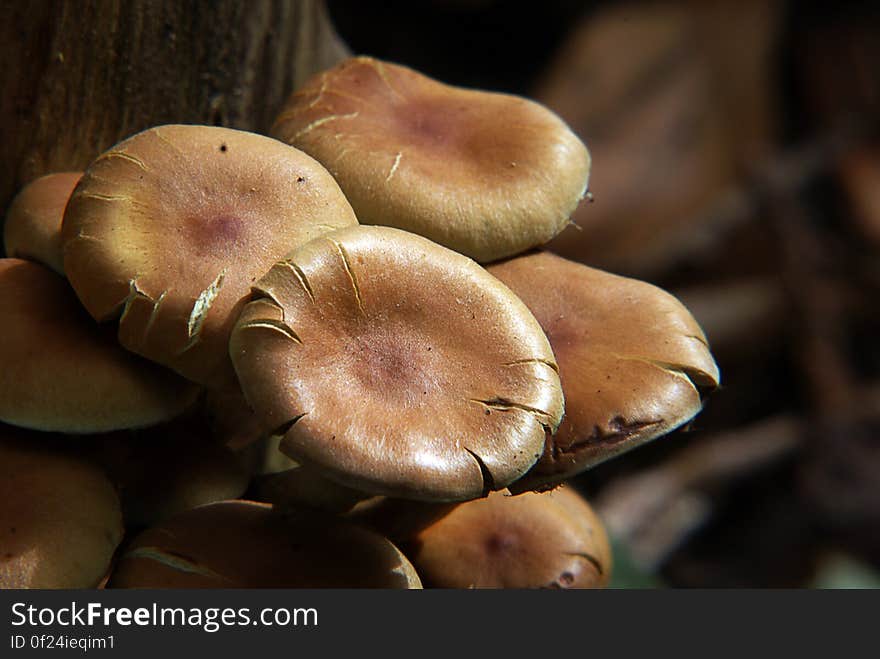 Hypholoma fasciculare 3