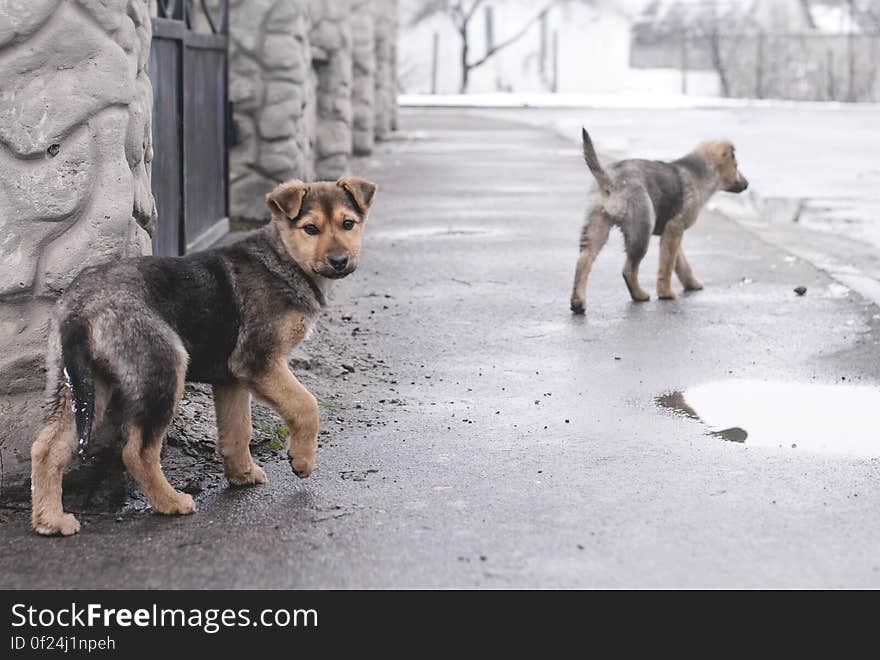 A pair of dogs on the street. A pair of dogs on the street.