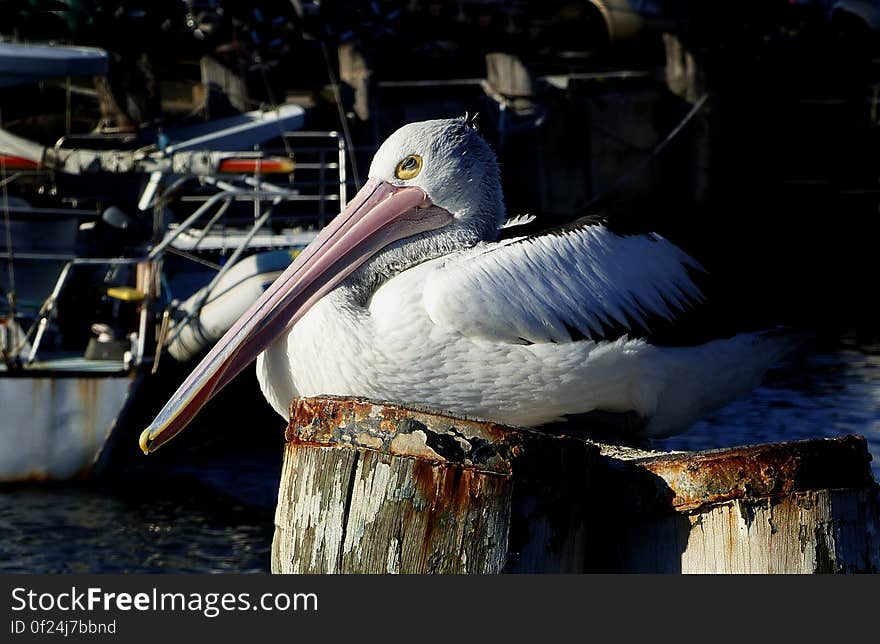 Amongst the heaviest flying birds in the world, pelicans as a group evolved from marine ancestors, but six of the seven species including the Australian pelican spend most of their time on rivers, lakes, inland seas and coastal waters. Male Australian pelicans can weigh in excess of 10 kg, but 8 kg is a more usual upper weight. Recognised instantly by their massive bill and pouch, pelicans mainly eat fish, and they nest colonially. They soar spectacularly on thermals, occasionally to great heights &#x28;3000 m or more&#x29;, and they display precise orchestration of movement when feeding cooperatively or flying in V formation. Amongst the heaviest flying birds in the world, pelicans as a group evolved from marine ancestors, but six of the seven species including the Australian pelican spend most of their time on rivers, lakes, inland seas and coastal waters. Male Australian pelicans can weigh in excess of 10 kg, but 8 kg is a more usual upper weight. Recognised instantly by their massive bill and pouch, pelicans mainly eat fish, and they nest colonially. They soar spectacularly on thermals, occasionally to great heights &#x28;3000 m or more&#x29;, and they display precise orchestration of movement when feeding cooperatively or flying in V formation.