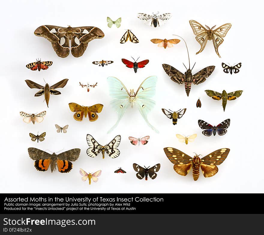 Assorted Moths &#x28;Lepidoptera&#x29; in the University of Texas Insect Collection. Public domain image; arrangement by Julia Suits; photograph by Alex Wild. Produced as part of the &#x22;Insects Unlocked&#x22; project at the University of Texas at Austin.