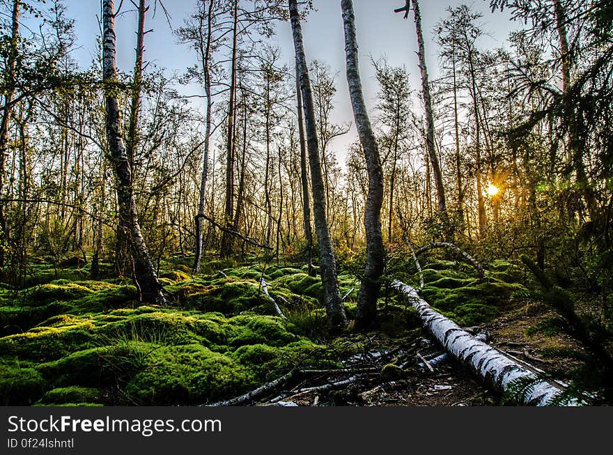 Green Grasses and Tall Trees at Golden Hour