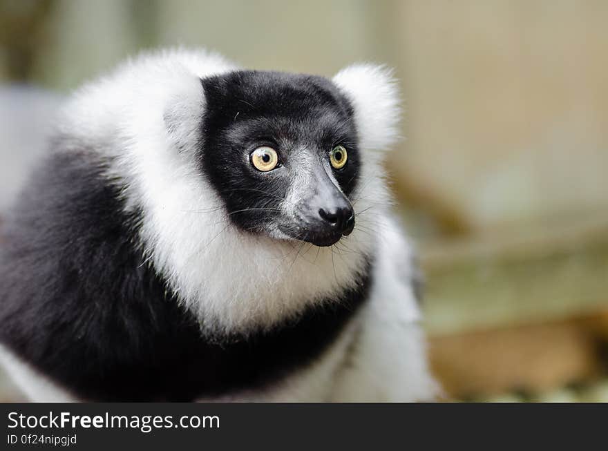 Black and white Ruffed Lemur