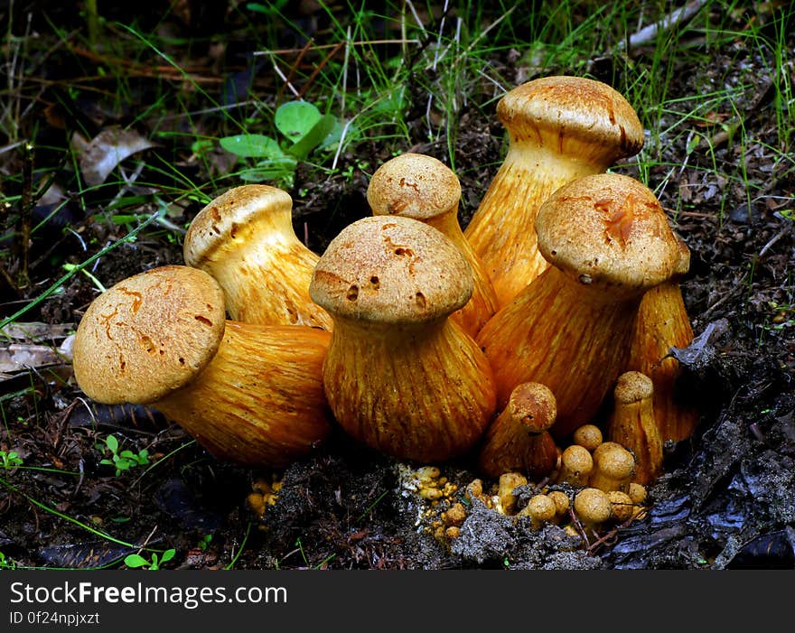 This impressive mushroom is found growing in dense clusters on stumps and logs of both hardwoods and conifers--and a number of associated species names are found growing in a dense cluster, as well. These species &#x28;if they are truly distinct&#x29;, are all fairly large mushrooms that have orange to orangish brown spore prints, bitter taste, and stems that feature rings or ring zones. The central species name is Gymnopilus junonius, which is the correct name for &#x22;Gymnopilus spectabilis,&#x22; according to the most recent taxonomists. This impressive mushroom is found growing in dense clusters on stumps and logs of both hardwoods and conifers--and a number of associated species names are found growing in a dense cluster, as well. These species &#x28;if they are truly distinct&#x29;, are all fairly large mushrooms that have orange to orangish brown spore prints, bitter taste, and stems that feature rings or ring zones. The central species name is Gymnopilus junonius, which is the correct name for &#x22;Gymnopilus spectabilis,&#x22; according to the most recent taxonomists.