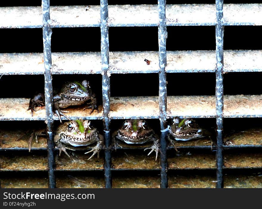 Not a great picture because the light was awful, but I found those frogs hilarious!. Not a great picture because the light was awful, but I found those frogs hilarious!