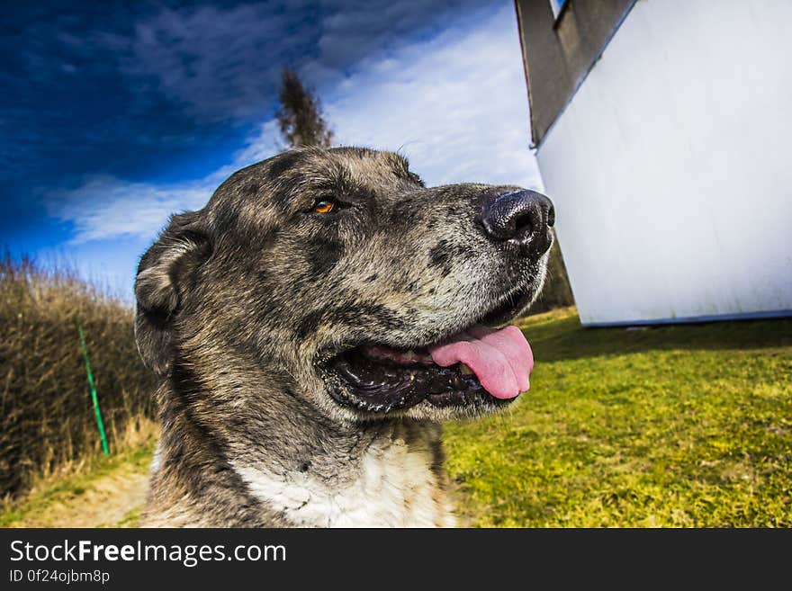 Portrait of cute dog in countryside field with tongue out.