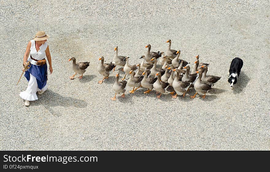 Woman in White Sleeveless Shirt Walking on Gray Sand Followed by Brown and Black Ducks and Black and White Dog