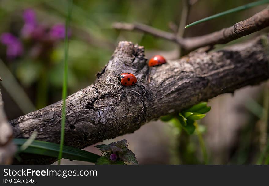 A pair of ladybugs on the branch of a tree. A pair of ladybugs on the branch of a tree.